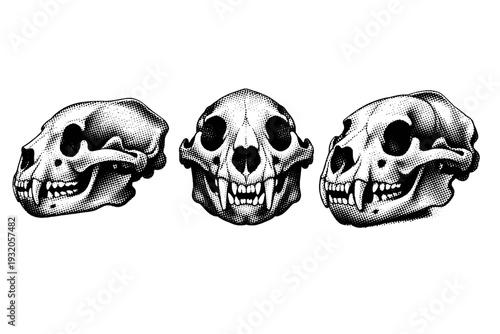 Giant panda skull anatomy, a single giant panda skull presented in three views including side profile, frontal view, and angled perspective with accurate bone