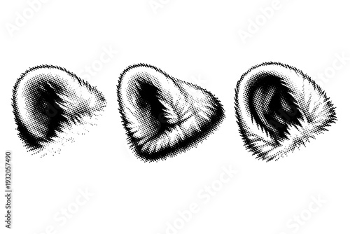 Polar bear ear A single polar bear ear with rounded shape, fur thickness, and internal structure, shown in three orientations to emphasize volume and form.