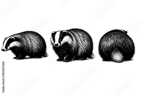 European badger torso with dense fur and rounded silhouette shown from side view, three-quarter view, and rear angle emphasizing compact mass. Black and white