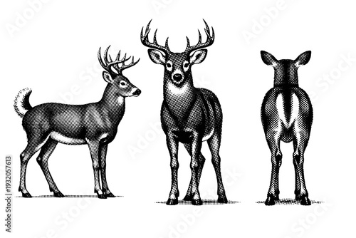 White tailed deer standing anatomy, a single white tailed deer shown in three views including side view, front view, and rear view with realistic