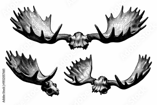 Moose antlers A large set of moose antlers with broad palms and natural asymmetry, presented as a single object shown in three views to emphasize scale and