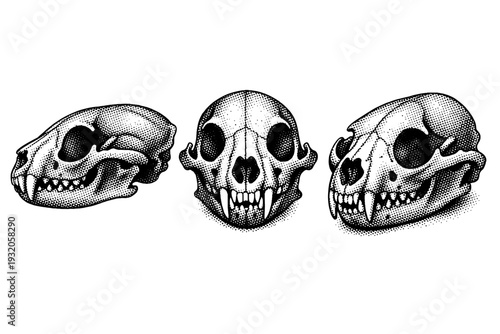 Raccoon skull anatomy, a single raccoon skull presented in three views including side profile, frontal view, and angled perspective with accurate
