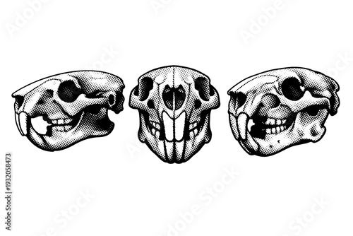 North American beaver skull A detailed North American beaver skull with correct rodent bone structure and enlarged incisors, displayed in three views including