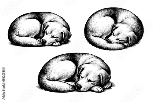 Domestic dog curled resting pose, one domestic dog illustrated in three views including curled side view, top-down view, and relaxed three-quarter angle with