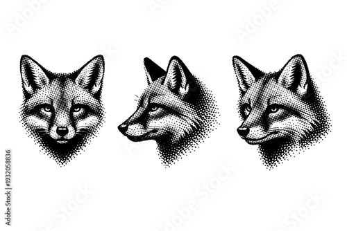 Red fox head with pointed ears and narrow muzzle shown in front view, side profile, and three-quarter angle with realistic wild canine proportions. Black and