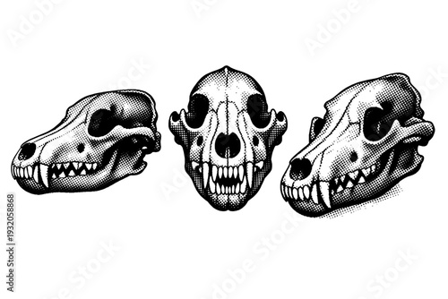 Gray wolf skull A detailed gray wolf skull with correct bone proportions and elongated snout, displayed in three views including side, front, and angled