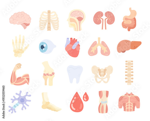 Human anatomy set in scandinavian style featuring educational medical organs skeletal muscular nervous systems for healthcare biology science classroom reference material