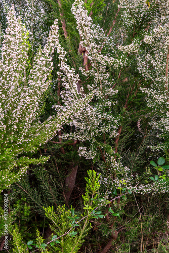 Obraz na plátně Erica arborea pertenece a la familia Ericaceae