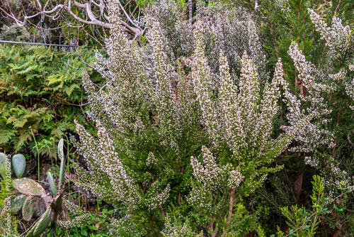 Canvastavla Erica arborea pertenece a la familia Ericaceae