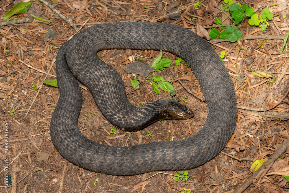 Obraz premium A highly venomous rinkhals (Hemachatus haemachatus), also known as a ringhals or ring-necked spitting cobra, feigning death
