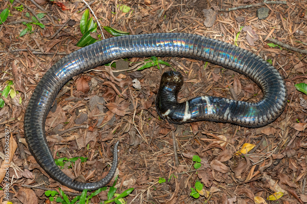 Fototapeta premium A highly venomous rinkhals (Hemachatus haemachatus), also known as a ringhals or ring-necked spitting cobra, feigning death