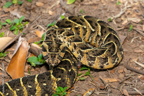 Fotografi Close-up of a potently cytotoxic puff adder (Bitis arietans)