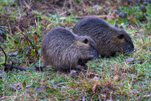 coppia di nutrie fuoti dell'acquia bhe mangiano erba