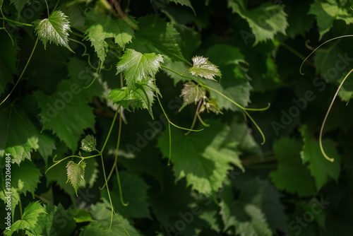 Fotografie Close view of grape vine leaves illuminated by sunlight rich green foliage abstr