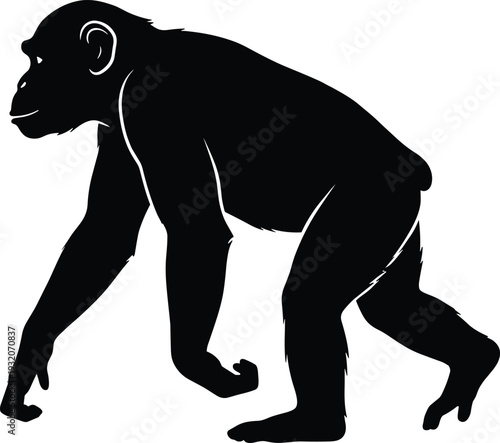 Chimpanzee silhouette illustration featuring side view of walking primate, black animal vector isolated on white background for wildlife and zoology design.
