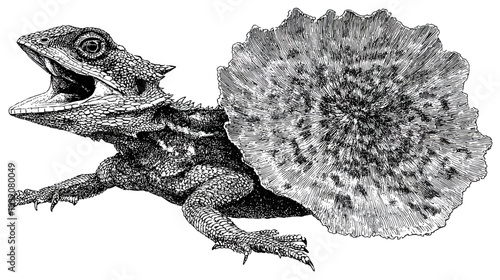 A detailed pen-and-ink illustration of a frilled lizard, showing open mouth and large frill