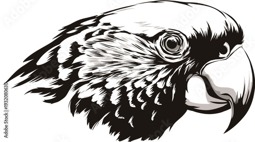 Black and white illustration of a parrot's head, featuring detailed feathers and a curved beak
