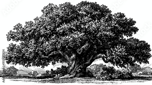 A grand, black and white illustration of a large, mature tree with lush foliage, in an outdoor setting