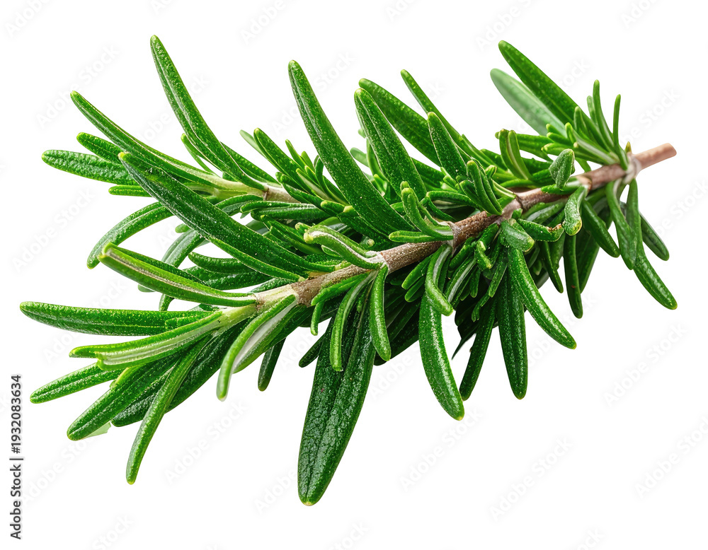 Fototapeta premium Fresh green rosemary sprig with thin needles on a dark background