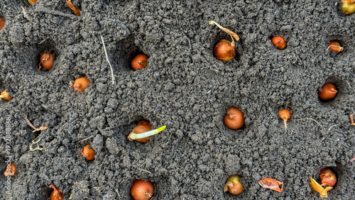 Slika na platnu Emerging bulbs in velvety soil whisper spring's rebirth, echoing Earth Day's eco