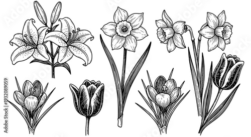 Collection of handdrawn botanical illustrations of various flowers