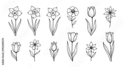 Collection of handdrawn floral sketches of various flower types