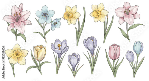 Collection of watercolor spring flowers including tulips and crocuses