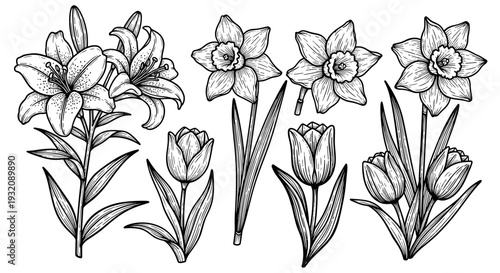 Handdrawn botanical illustration of daffodils in black and white