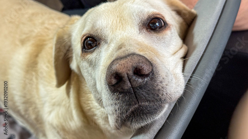 Golden Labrador with soulful gaze, embodying unconditional love, World Animal Day warmth, cozy domestic tranquility, canine companion