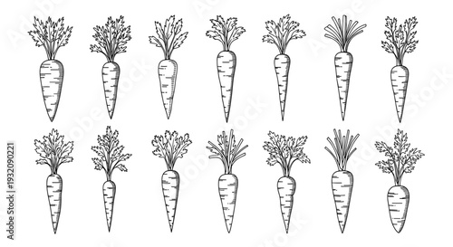 Collection of handdrawn carrots with leafy tops in black and white