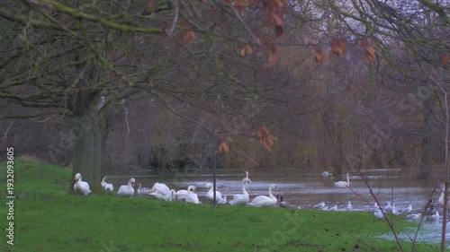 birds, mute swans, Canada geese and black headed gulls feeding on grass in flooded town park under trees