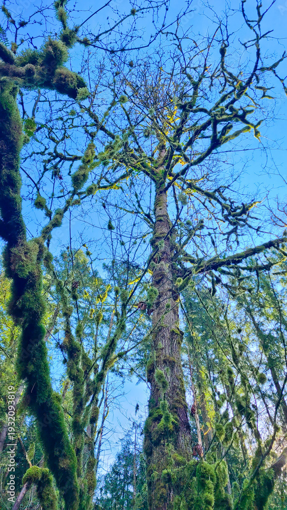 Fototapeta premium Majestic moss-covered Bigleaf Maple tree reaching toward a clear blue sky in a Pacific Northwest forest.