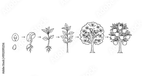 Apple Tree Life Cycle Stages from Seed to Fruit Vector Black Line Illustration