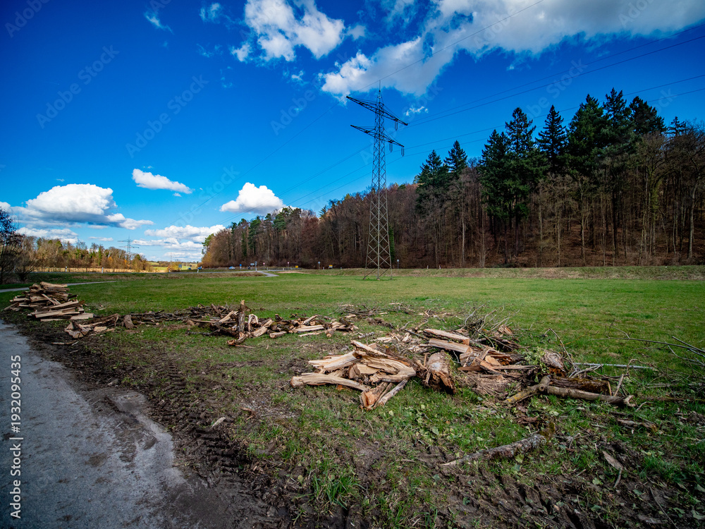 Fototapeta premium Frisch gefällte Bäume am Strassenrand