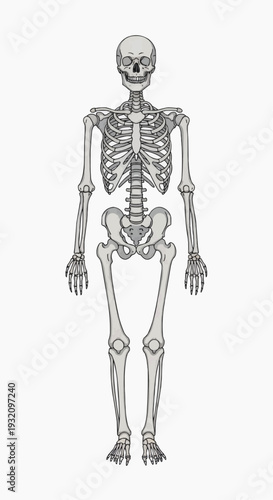 A full human anatomical skeleton is displayed in a frontal view against a plain white background for educational purposes.