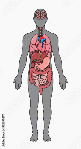 Human anatomy diagram illustrates the major internal organs including the brain, heart, lungs, liver, and digestive tract.