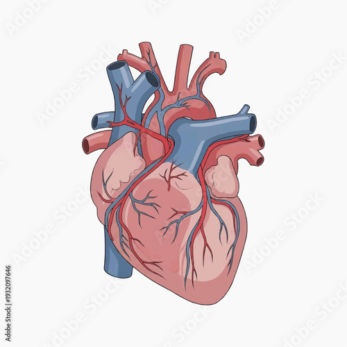 Detailed anatomical drawing of the human heart displays major arteries and veins in a schematic medical diagram.