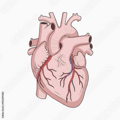 Human sensory organs collection depicts the parts responsible for sight, sound, smell, taste, and touch for health education.