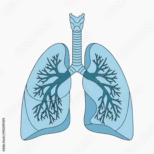 Detailed anatomical drawing of the human heart shows the major arteries and veins in a simplified medical view.
