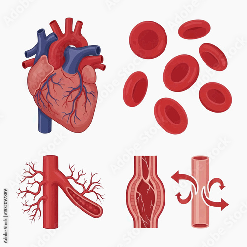 Educational circulatory system heart blood cells arteries vasoconstriction illustration