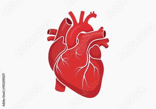 Vibrant anatomical heart illustration showing red organ with white vessels centered