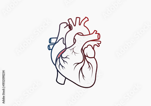 Detailed side-view illustration of human heart anatomy with vessels and valves