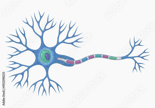 Colorful illustration of a neuron showing soma dendrites axon terminal branches