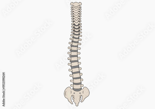 Detailed posterior anatomical illustration of human vertebrae spine structure for education
