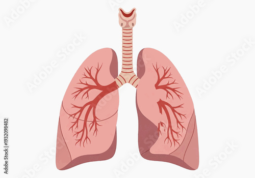 Detailed anatomical illustration of human lungs showing trachea bronchi and blood vessels