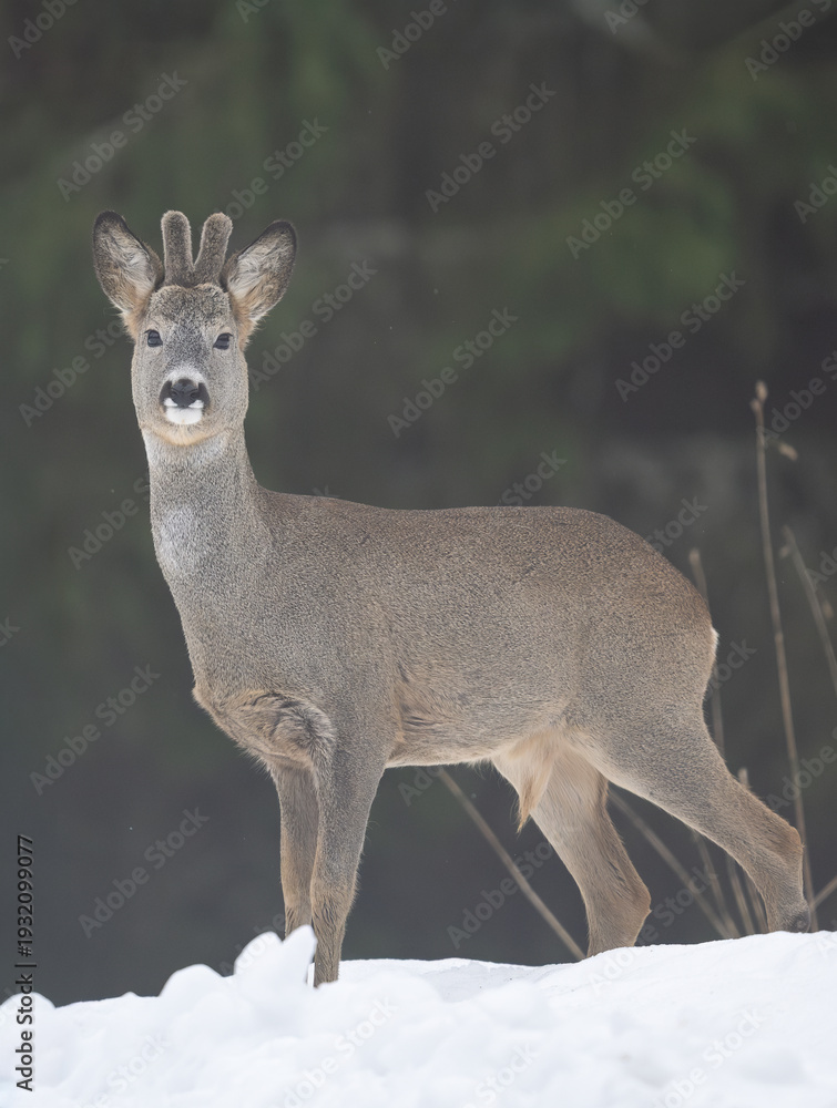 Fototapeta premium Roe buck in the misty forest scenery