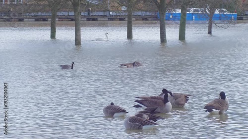 small group of greylag geese and Canada geese preening while standing in flooded city park, more Canada geese and a mute swan in background