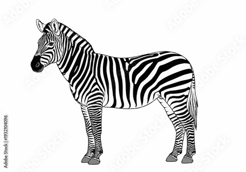 Black and white illustration of a zebra standing alone.