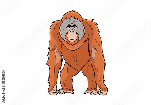Illustration of an orangutan standing on all fours with a serious expression.
