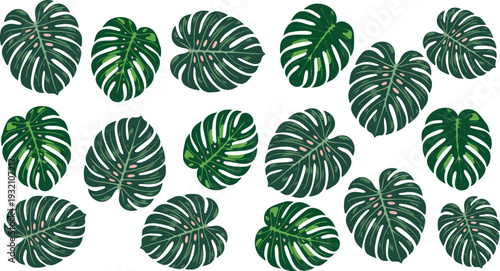 Tropical Monstera Leaves Green Pink Illustrations , Monstera Leaf Collection Tropical Jungle Elements.